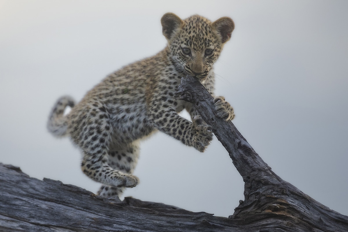 okavango delta safari oryx photo tours 9